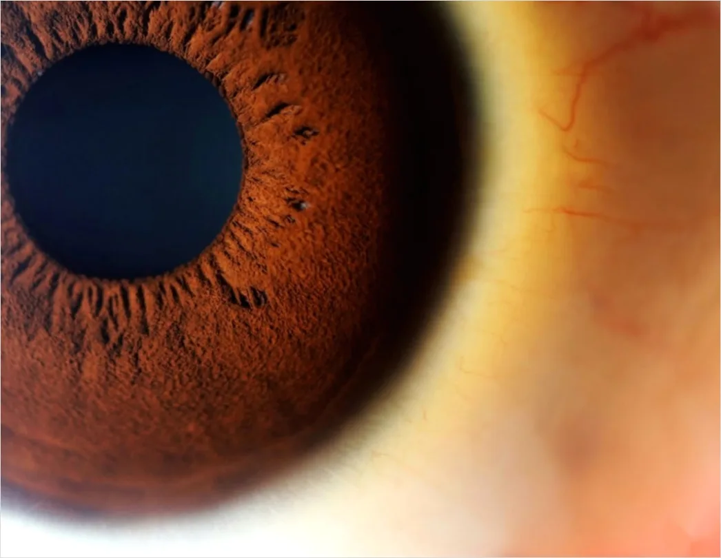 Detail Auge Makro Nahaufnahme Iris Detail Number 11