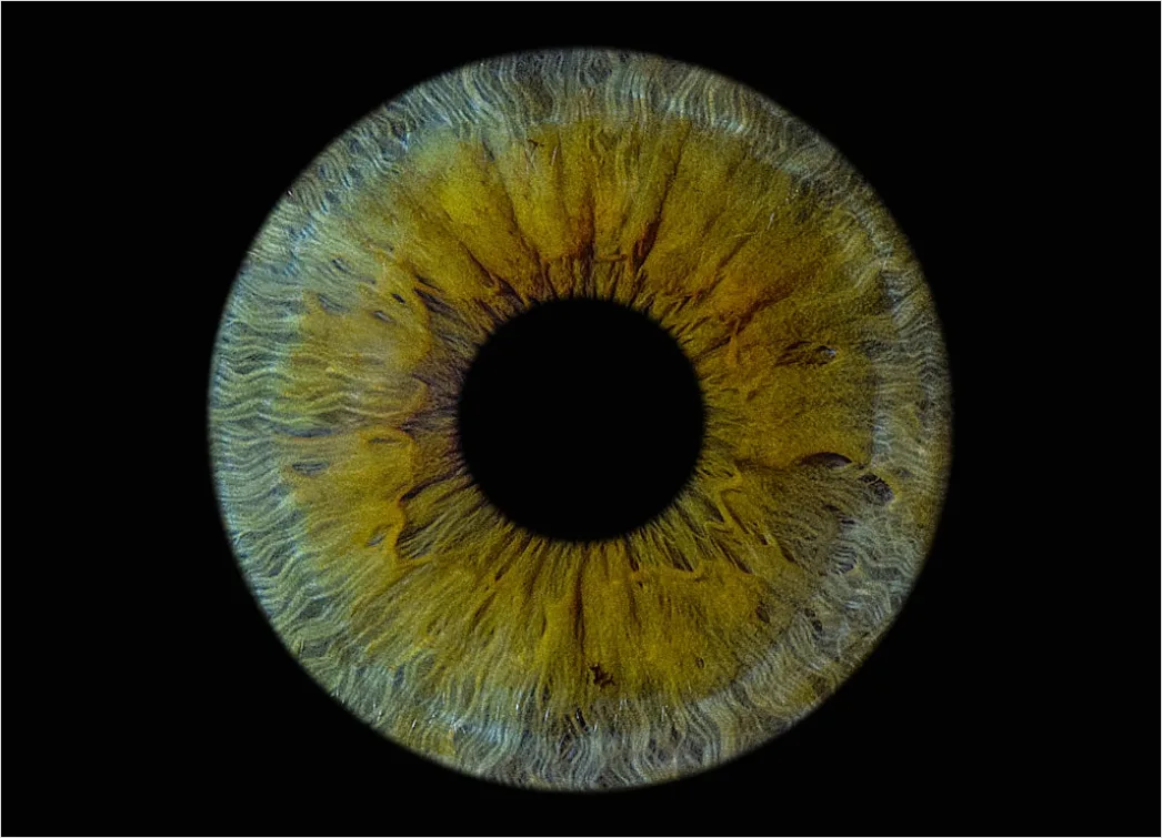 Detail Auge Makro Nahaufnahme Iris Detail Number 3