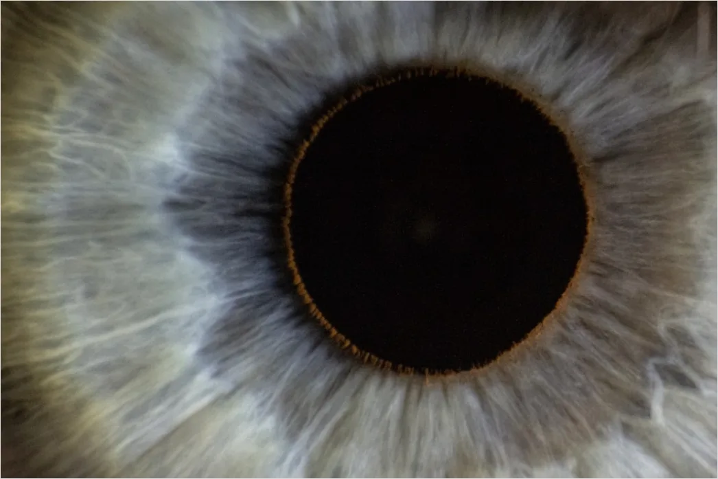 Detail Auge Makro Nahaufnahme Iris Detail Number 4