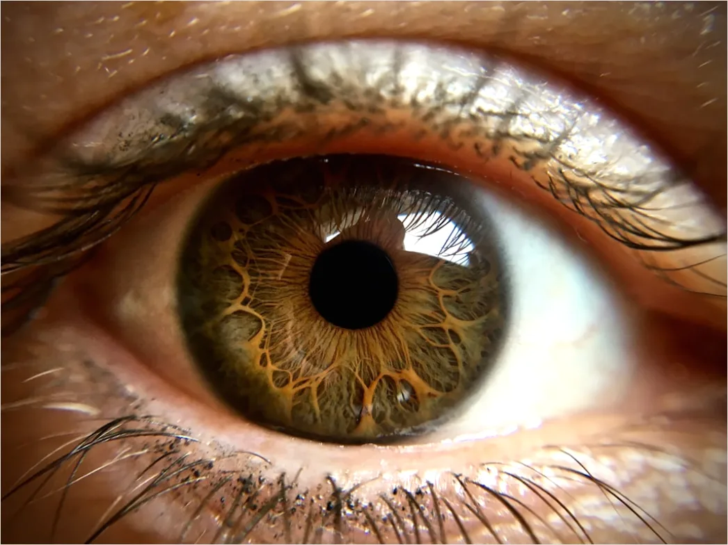 Detail Auge Makro Nahaufnahme Iris Detail Number 5