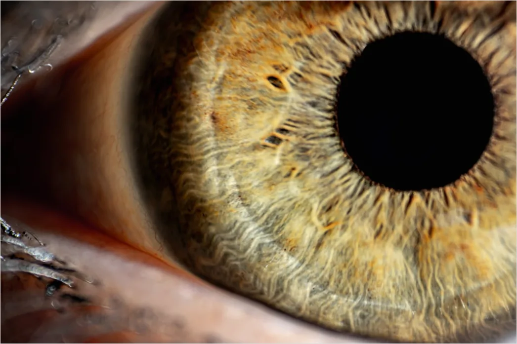 Detail Auge Makro Nahaufnahme Iris Detail Number 6