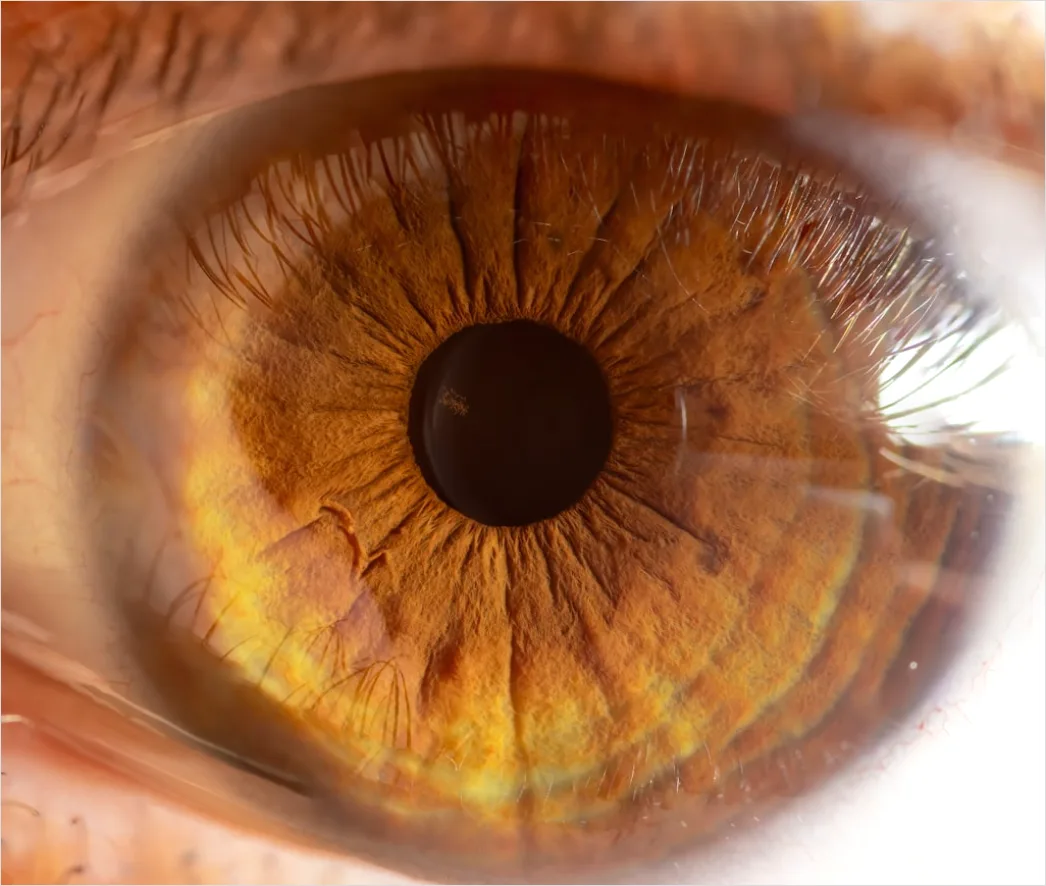 Detail Auge Makro Nahaufnahme Iris Detail Number 8