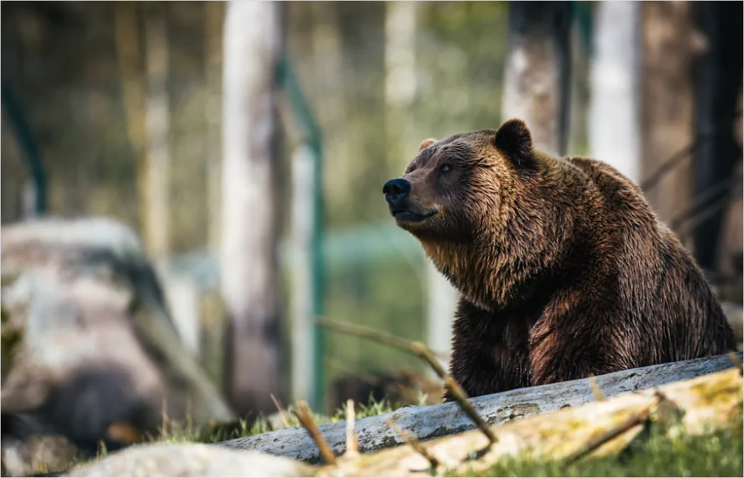 Baer Wildnis Natur Portrait 25c1