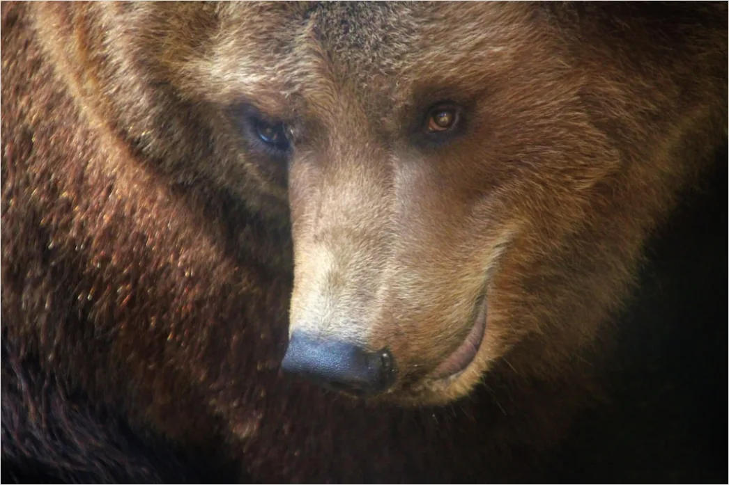 Detail Bär Wildnis Natur Portrait Number 13