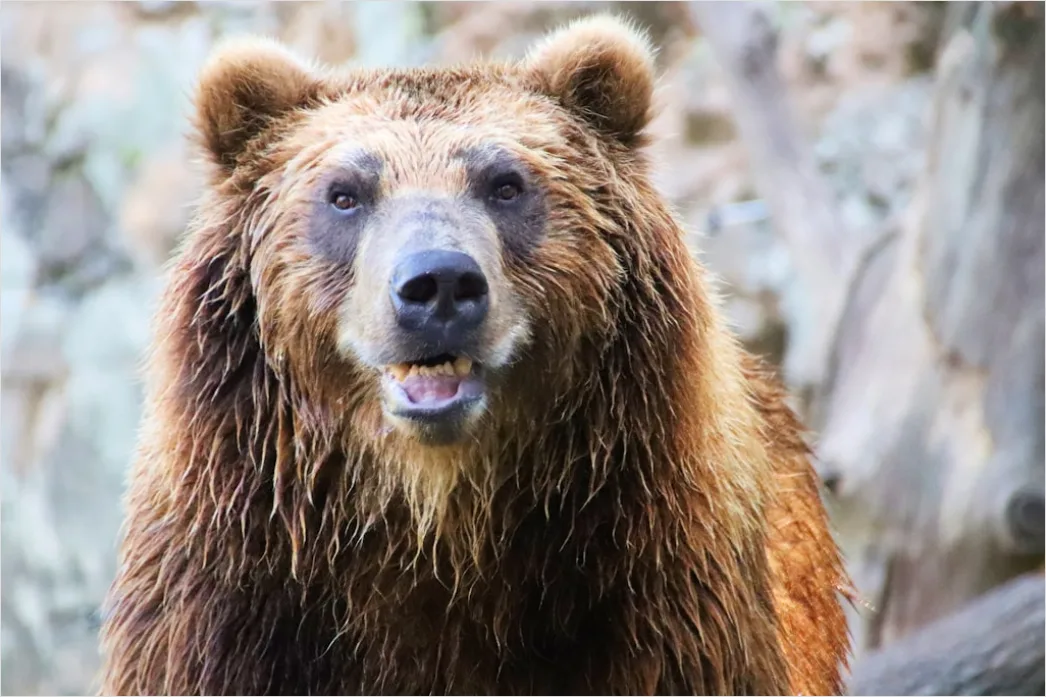 Detail Bär Wildnis Natur Portrait Number 15