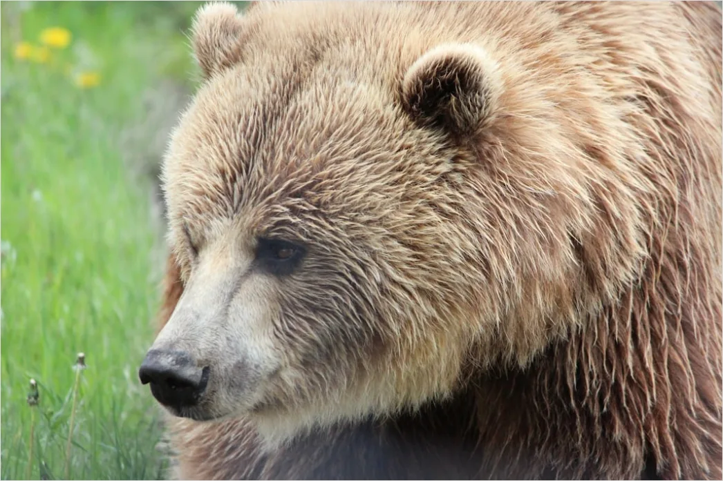 Detail Bär Wildnis Natur Portrait Number 17