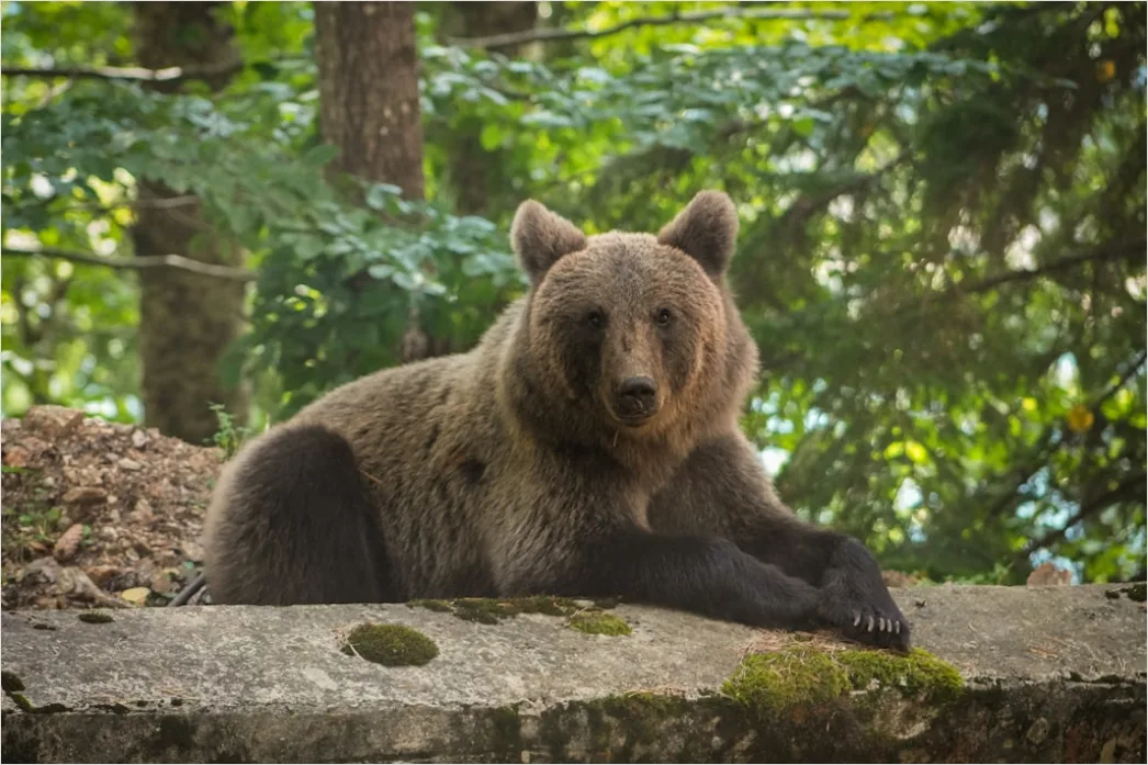 Detail Bär Wildnis Natur Portrait Number 19