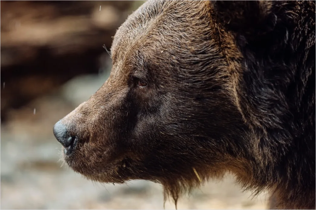 Detail Bär Wildnis Natur Portrait Number 20