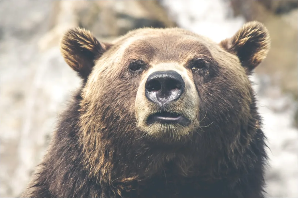 Detail Bär Wildnis Natur Portrait Number 3