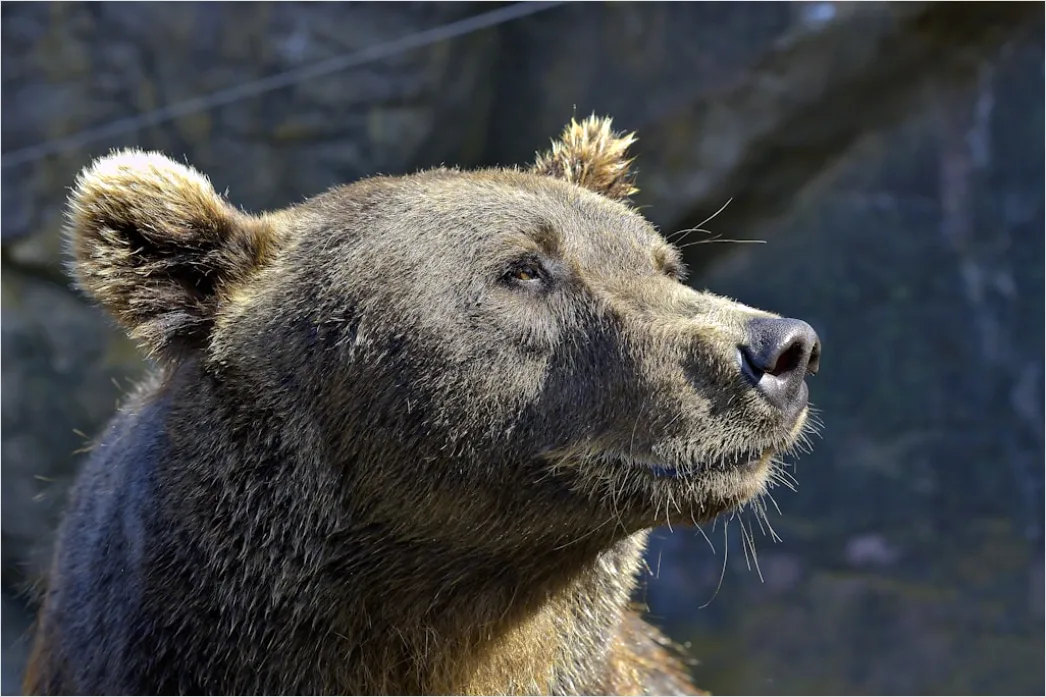 Detail Bär Wildnis Natur Portrait Number 4