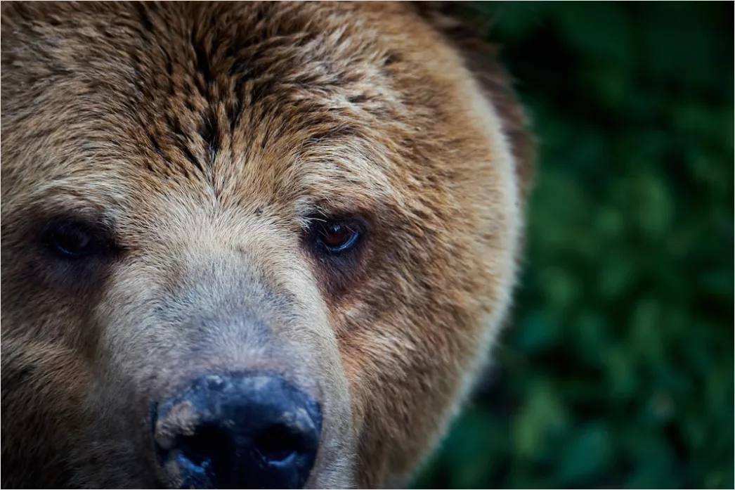Detail Bär Wildnis Natur Portrait Number 5