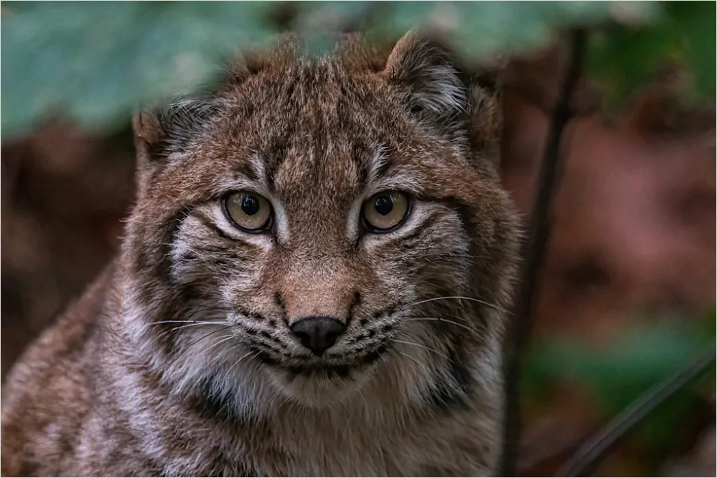Detail Bär Wildnis Natur Portrait Number 7