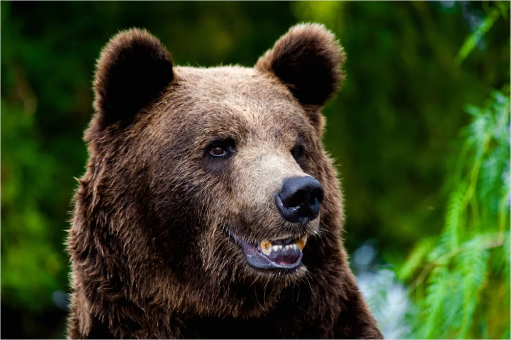 Detail Bär Wildnis Natur Portrait Number 8