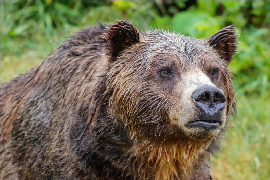 Detail Bär Wildnis Natur Portrait Number 9