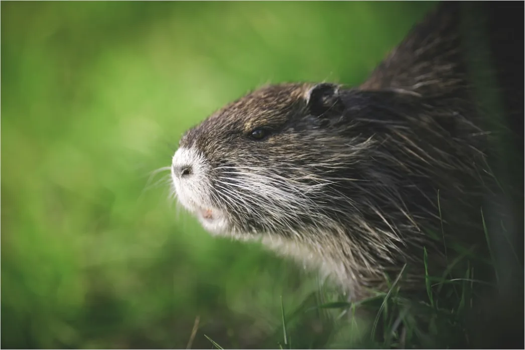 Detail Bär Wildnis Natur Portrait Number 10