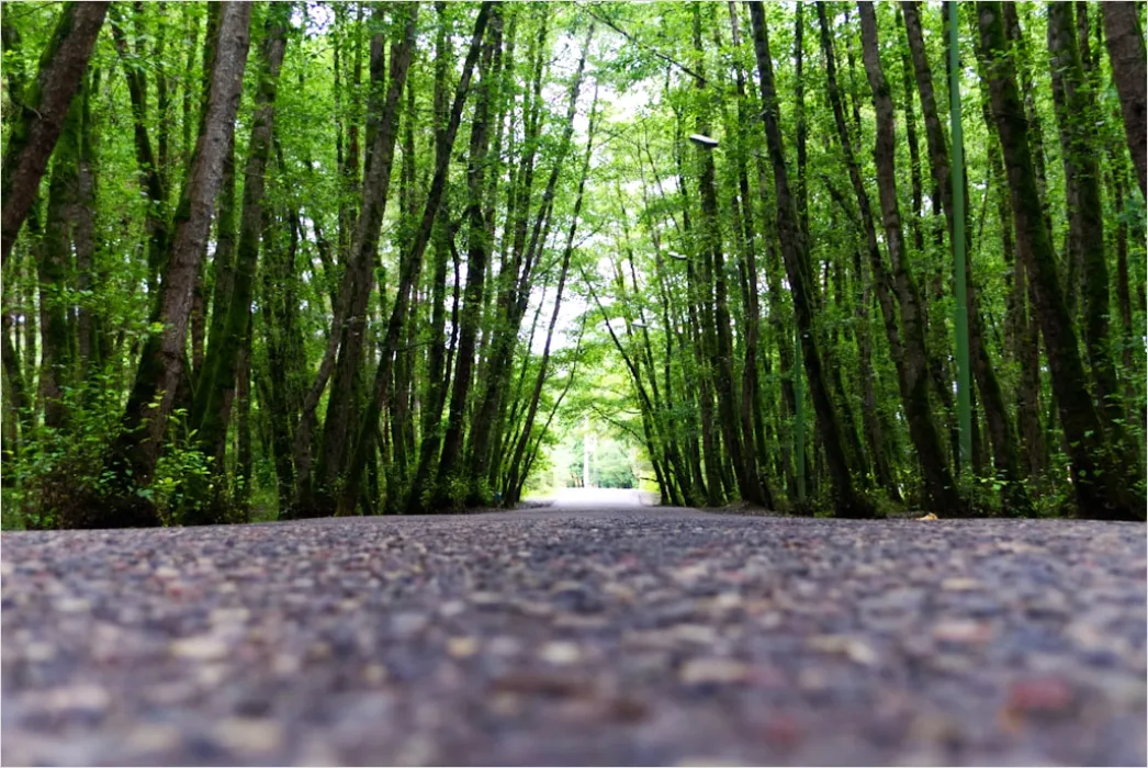 Detail Bambuswälder Weg Perspektive Grün Number 13