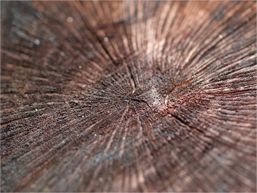 Detail Baumrinde Makro Nahaufnahme Struktur Number 2