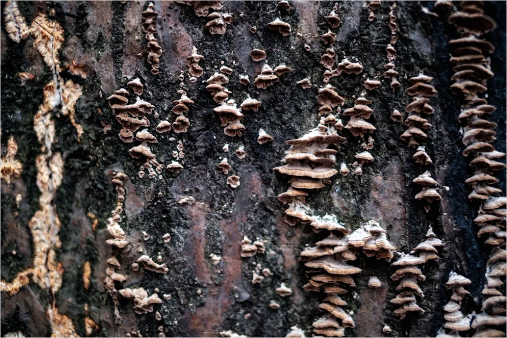 Detail Baumrinde Makro Nahaufnahme Struktur Number 12
