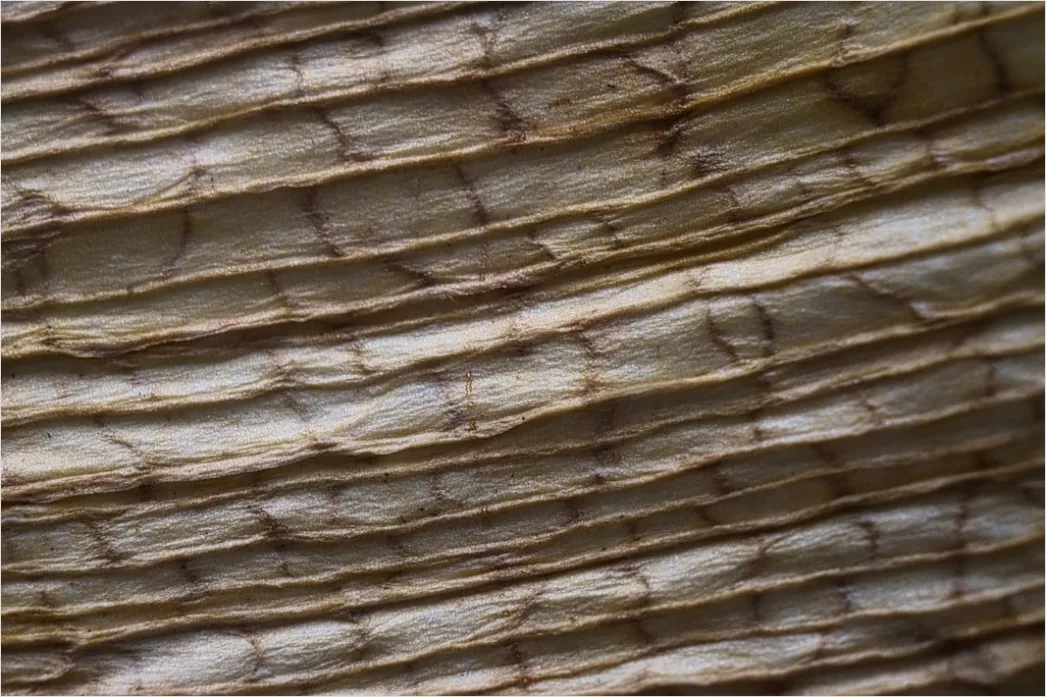 Detail Baumrinde Makro Nahaufnahme Struktur Number 14