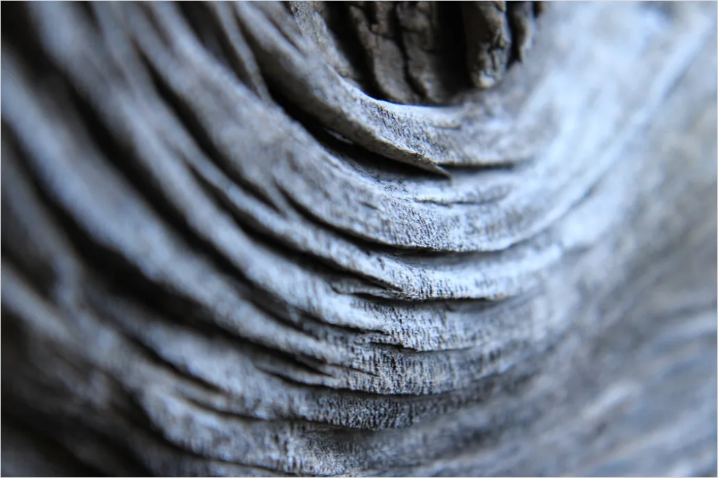 Detail Baumrinde Makro Nahaufnahme Struktur Number 15