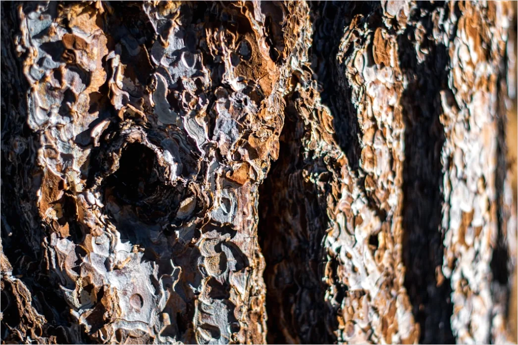 Detail Baumrinde Makro Nahaufnahme Struktur Number 20