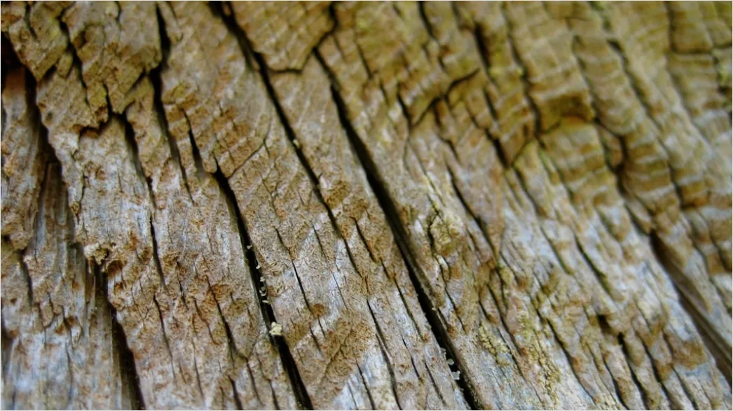 Detail Baumrinde Makro Nahaufnahme Struktur Number 3