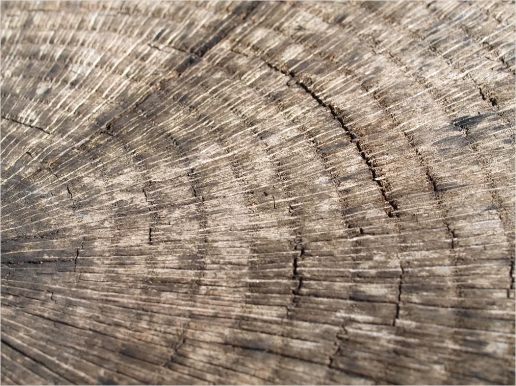 Detail Baumrinde Makro Nahaufnahme Struktur Number 6