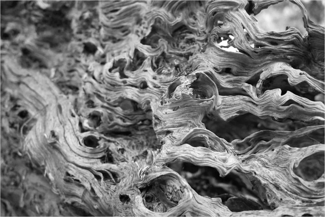 Detail Baumrinde Makro Nahaufnahme Struktur Number 7