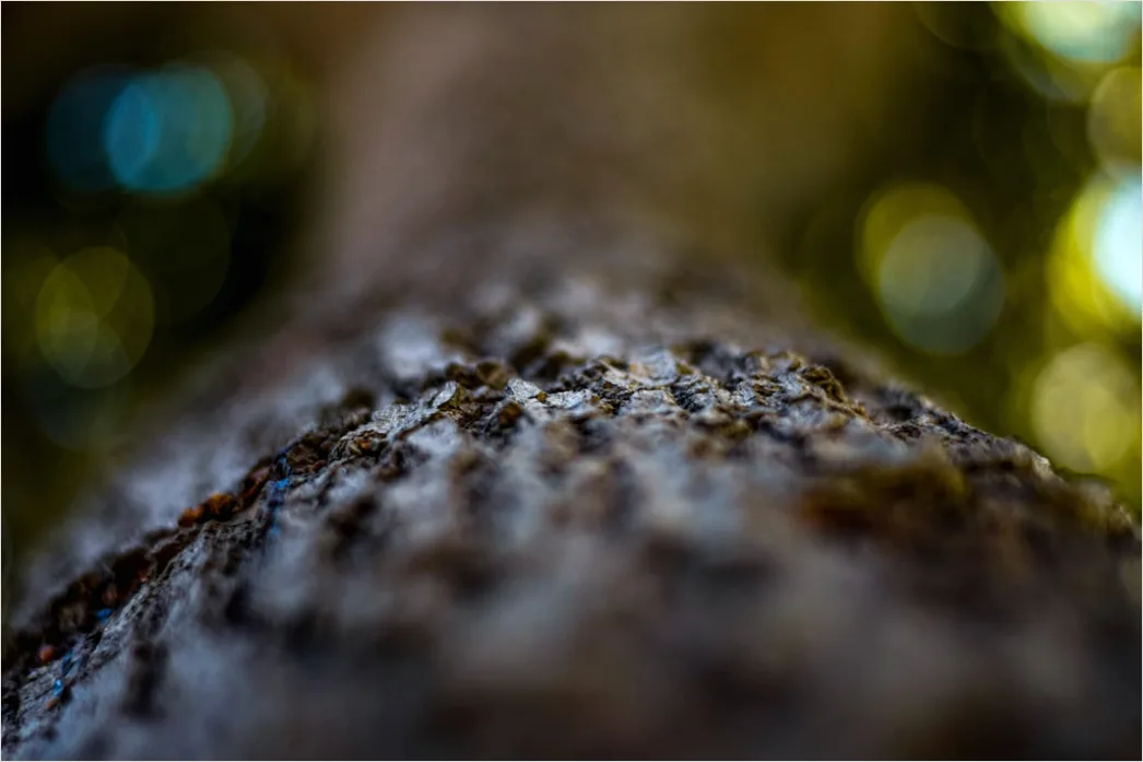 Detail Baumrinde Makro Nahaufnahme Struktur Number 10