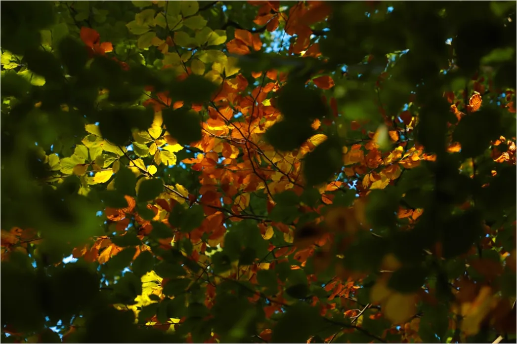 Baumwipfel Draufsicht Herbst Bunt 18b7