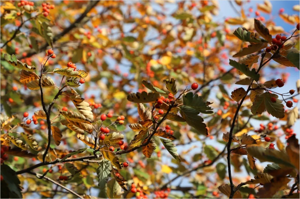 Detail Baumwipfel Draufsicht Herbst Bunt Number 2