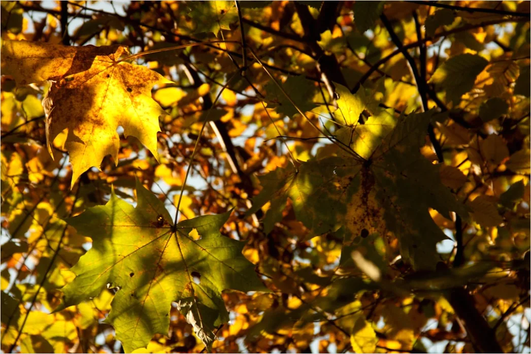 Detail Baumwipfel Draufsicht Herbst Bunt Number 12