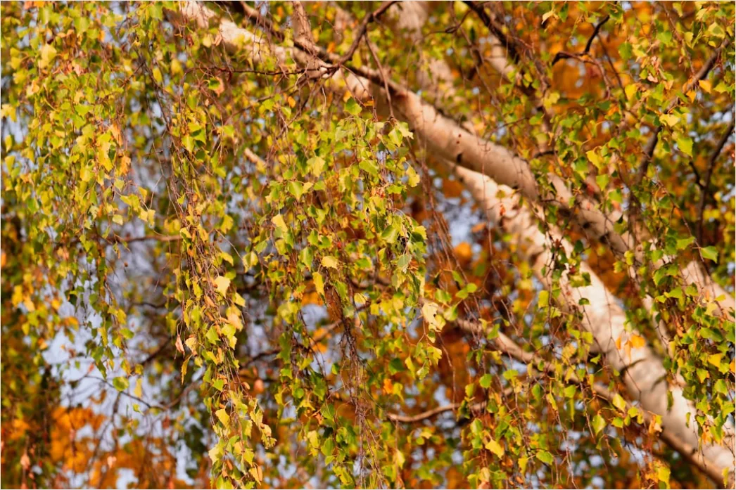 Detail Baumwipfel Draufsicht Herbst Bunt Number 3