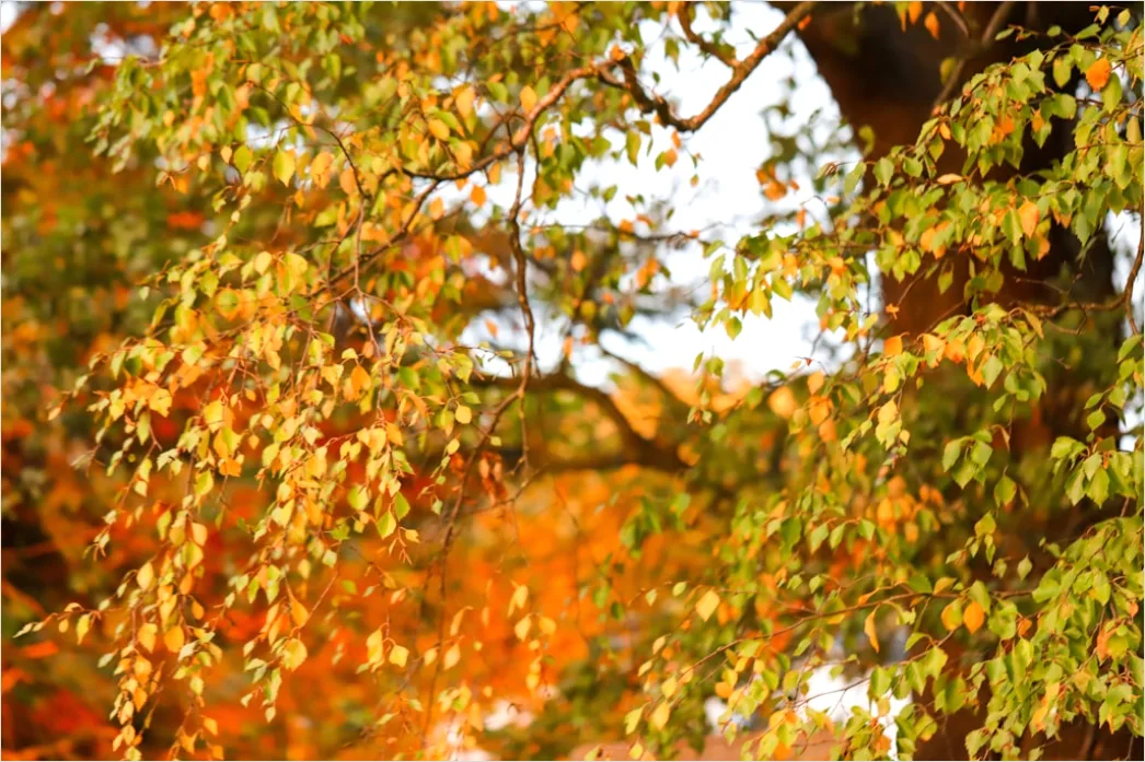 Detail Baumwipfel Draufsicht Herbst Bunt Number 4
