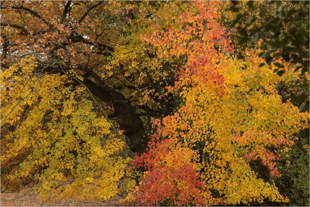 Detail Baumwipfel Draufsicht Herbst Bunt Number 5