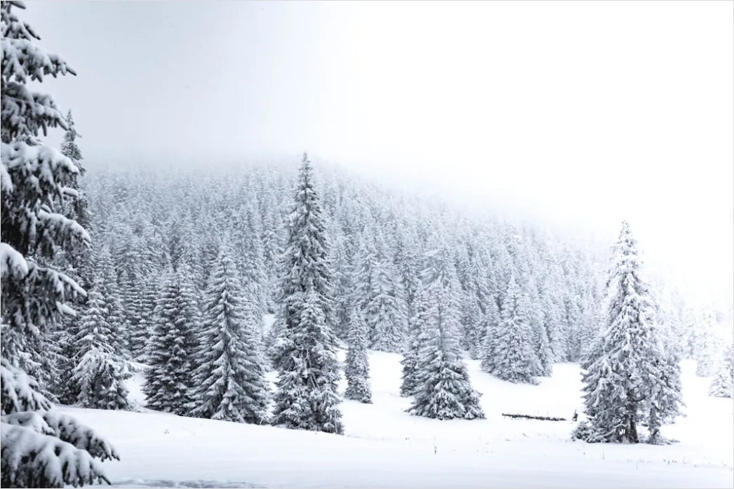 Berglandschaft Winter Schnee Baeume 0026
