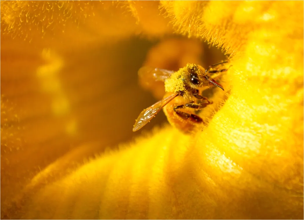 Detail Biene Auf Blüte Makro Nahaufnahme Pollen Number 18