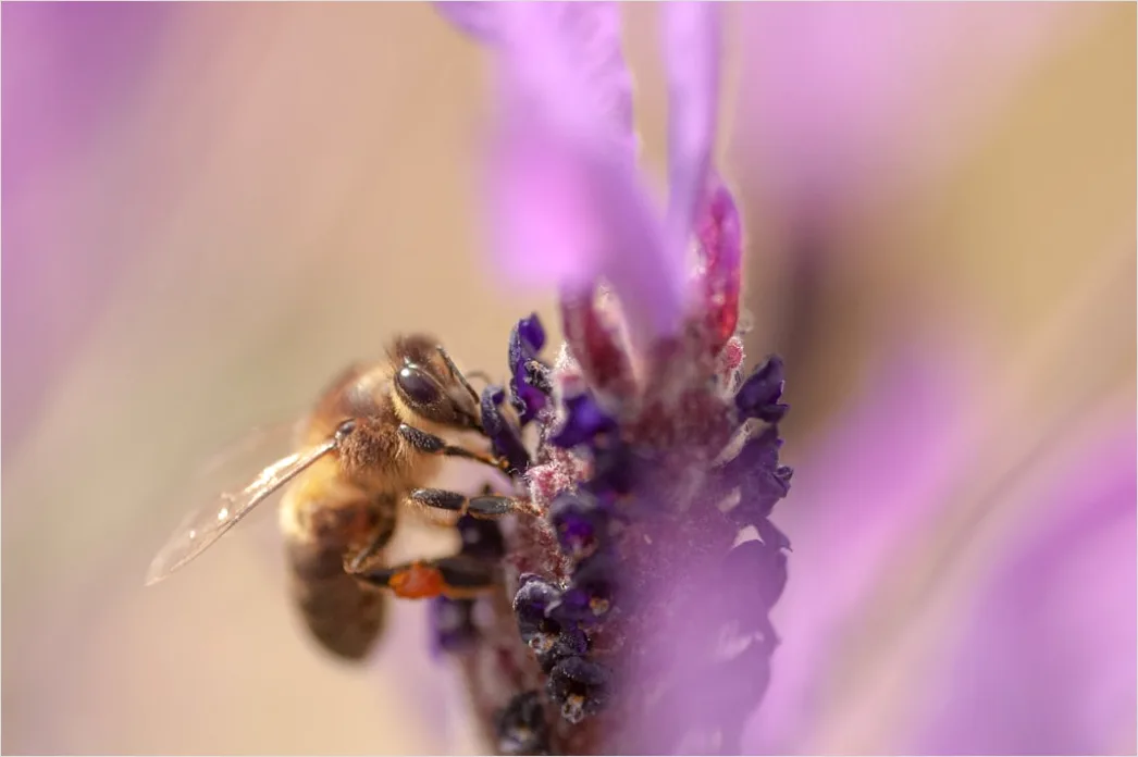 Detail Biene Auf Blüte Makro Nahaufnahme Pollen Number 20