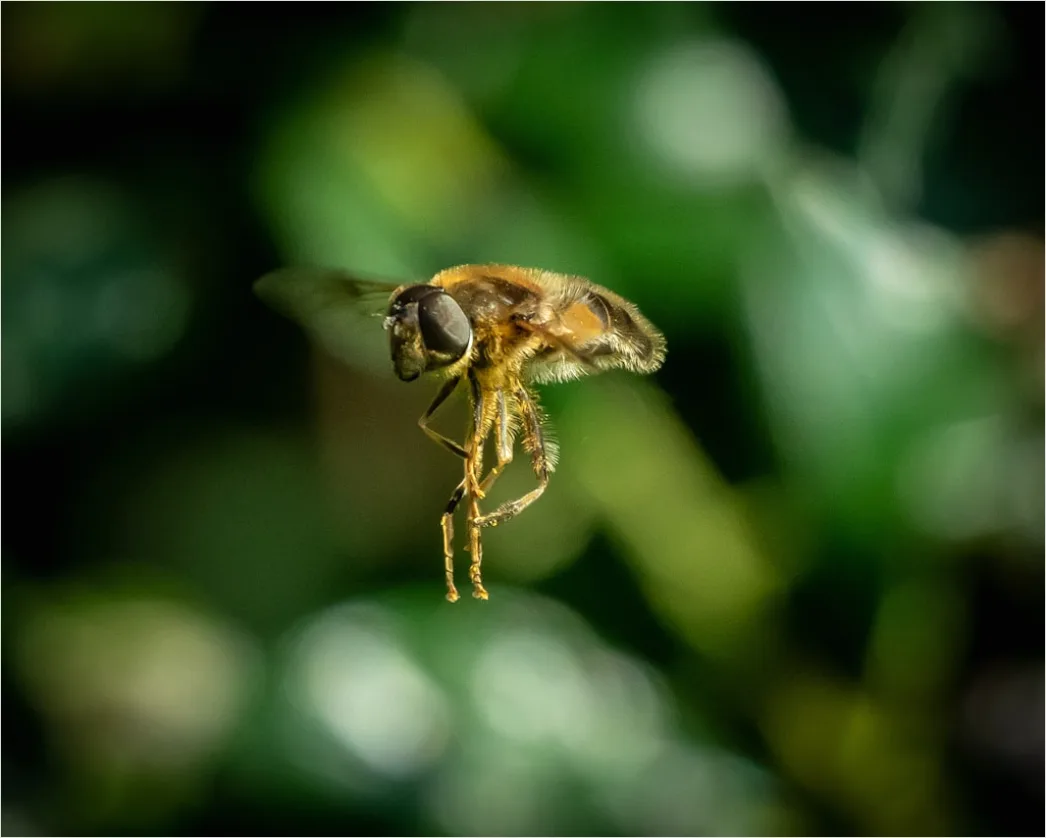 Detail Biene Im Flug Makro Nahaufnahme Action Number 14