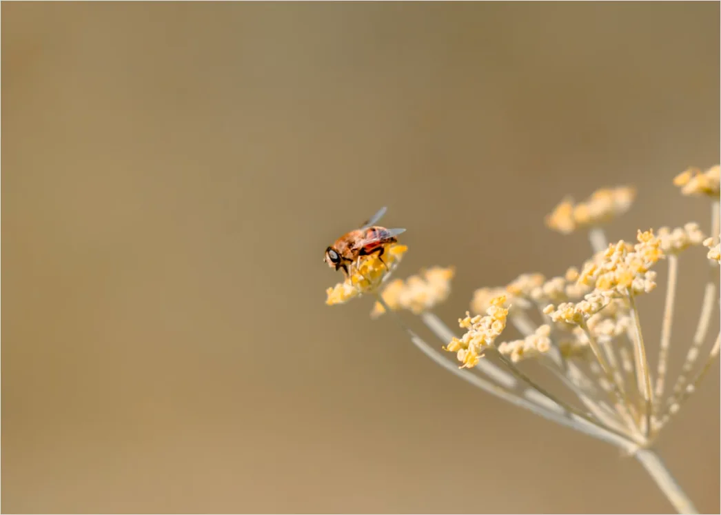 Detail Biene Im Flug Makro Nahaufnahme Action Number 18