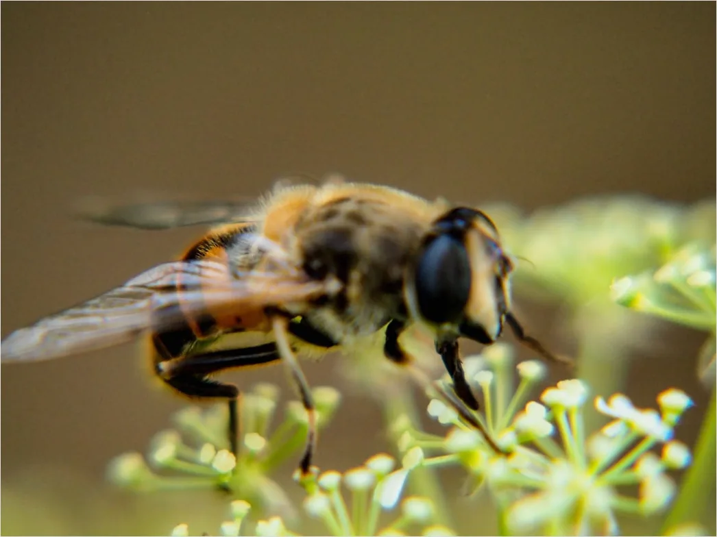 Detail Biene Im Flug Makro Nahaufnahme Action Number 4