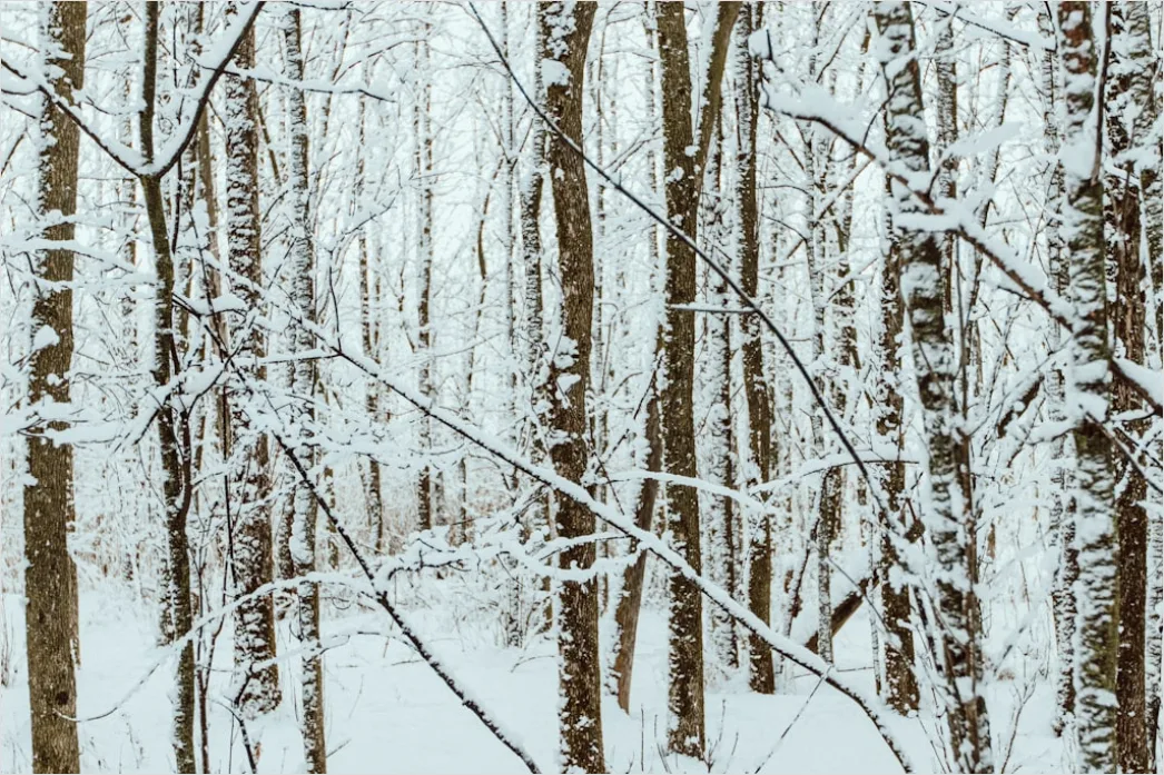 Birkenwald Winter Schnee Weiss Minimalistisch 26cd