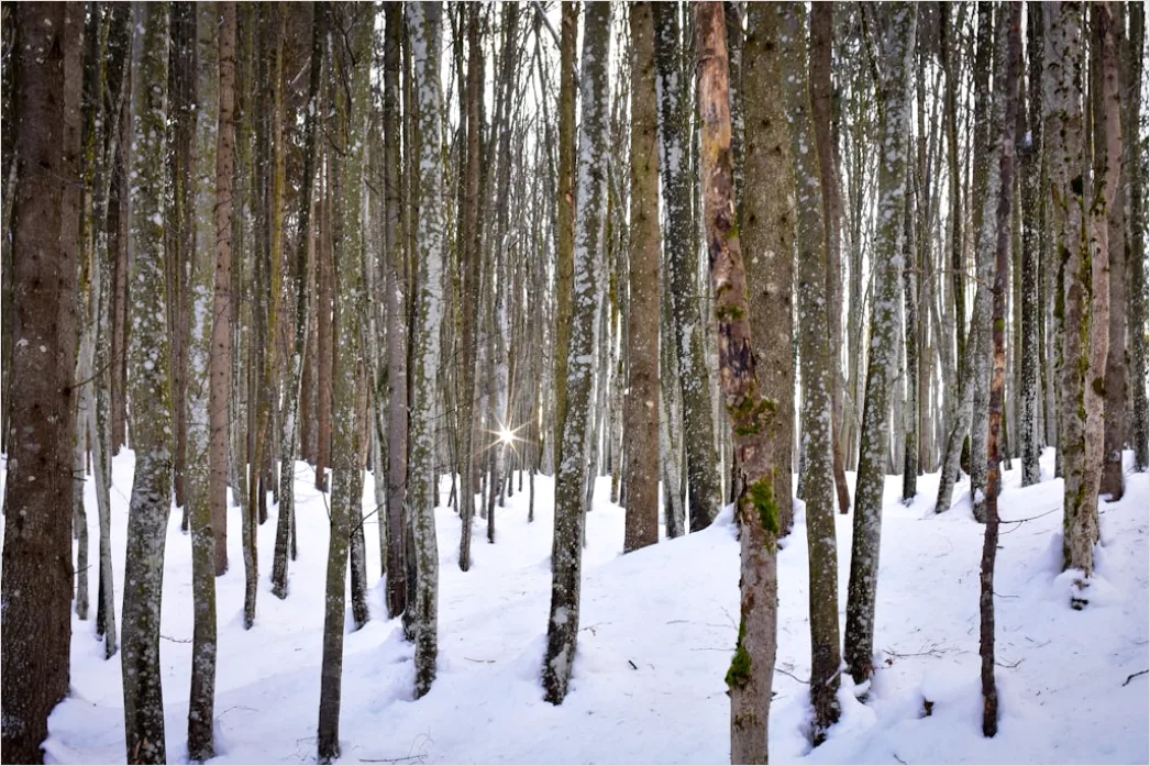 Detail Birkenwald Winter Schnee Weiß Minimalistisch Number 13