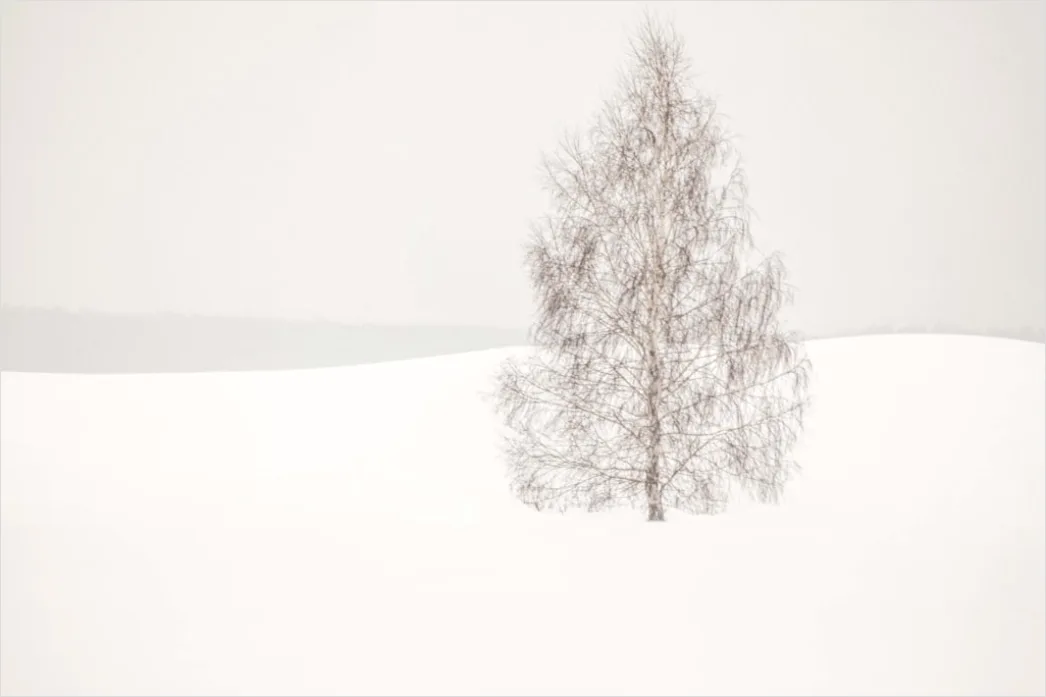 Detail Birkenwald Winter Schnee Weiß Minimalistisch Number 18