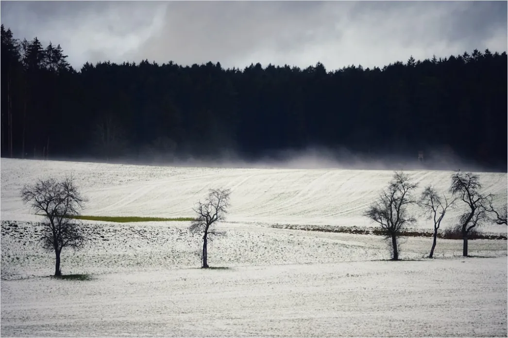 Detail Birkenwald Winter Schnee Weiß Minimalistisch Number 19