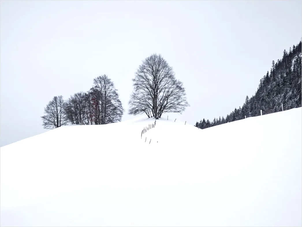 Detail Birkenwald Winter Schnee Weiß Minimalistisch Number 20
