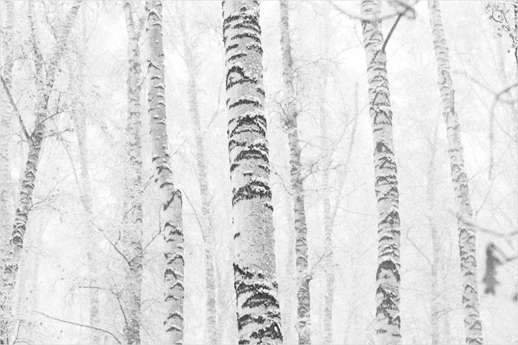Detail Birkenwald Winter Schnee Weiß Minimalistisch Number 4