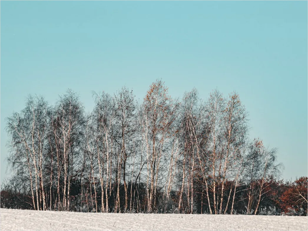 Detail Birkenwald Winter Schnee Weiß Minimalistisch Number 6