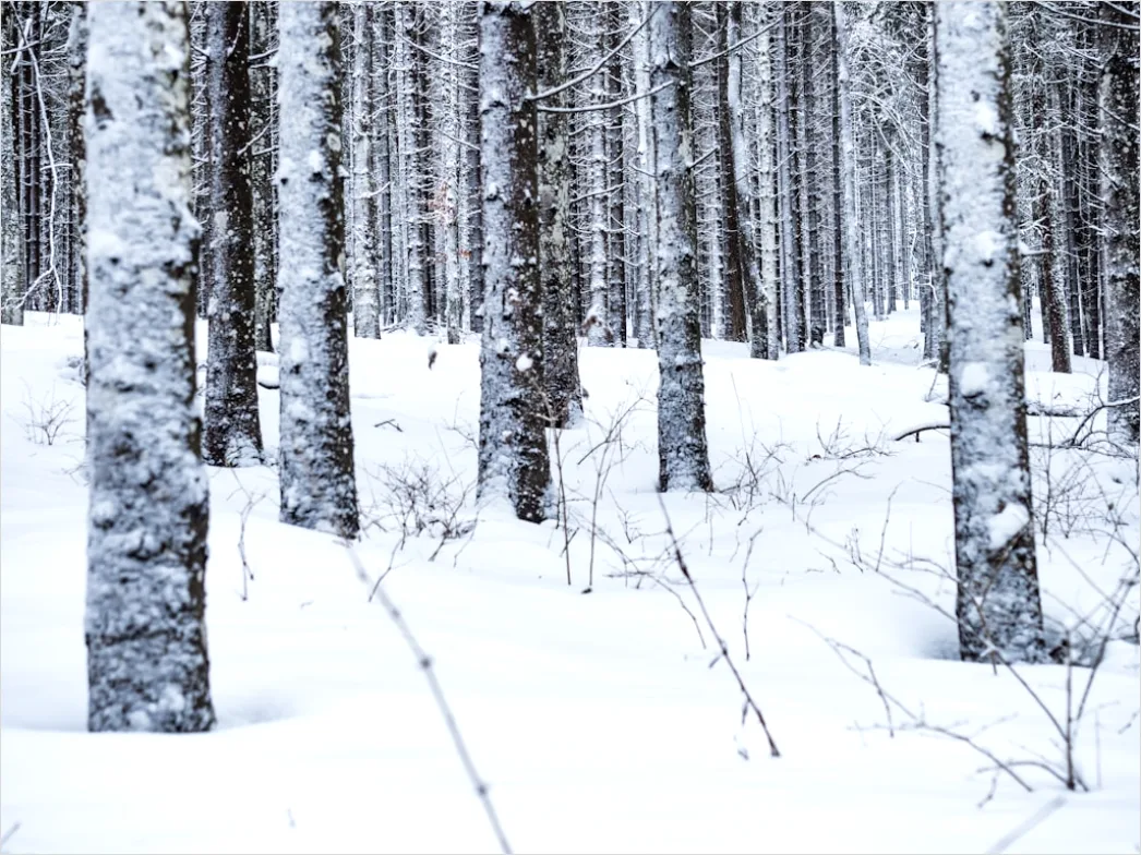 Detail Birkenwald Winter Schnee Weiß Minimalistisch Number 8