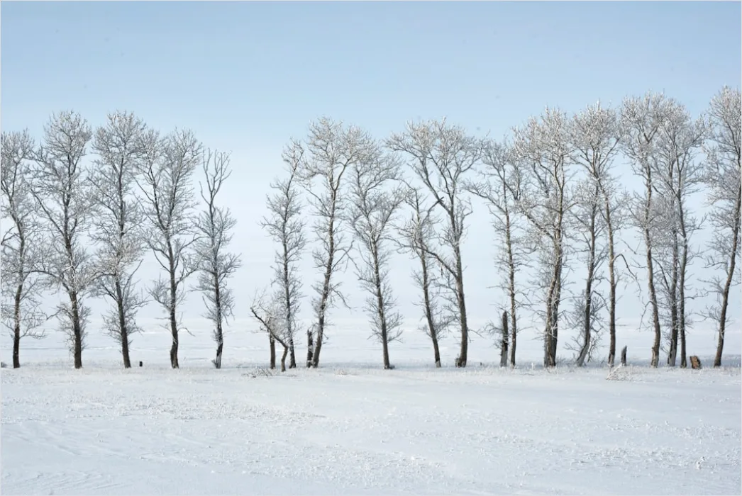 Detail Birkenwald Winter Schnee Weiß Minimalistisch Number 9